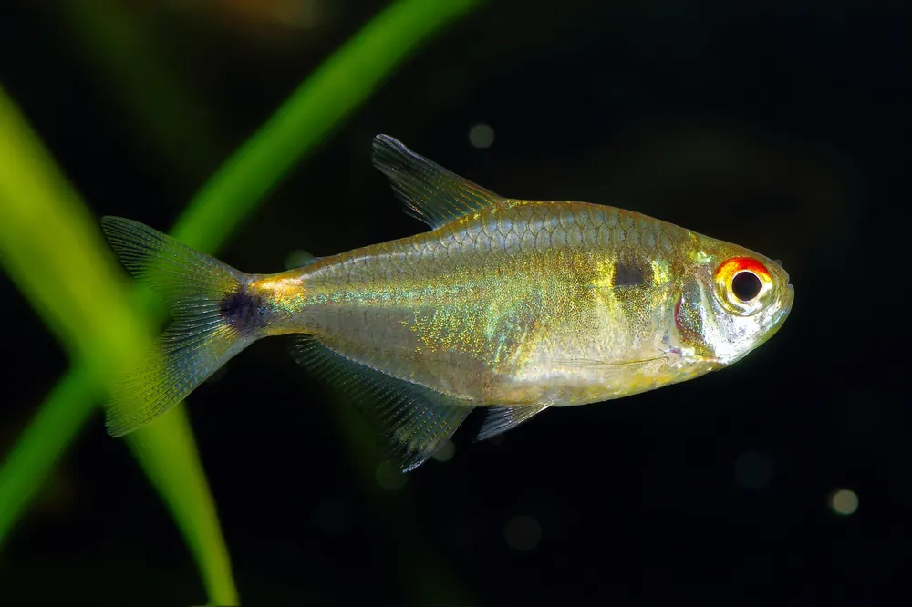 Head and Tail Light Tetra - Cuboid Nature Aquarium