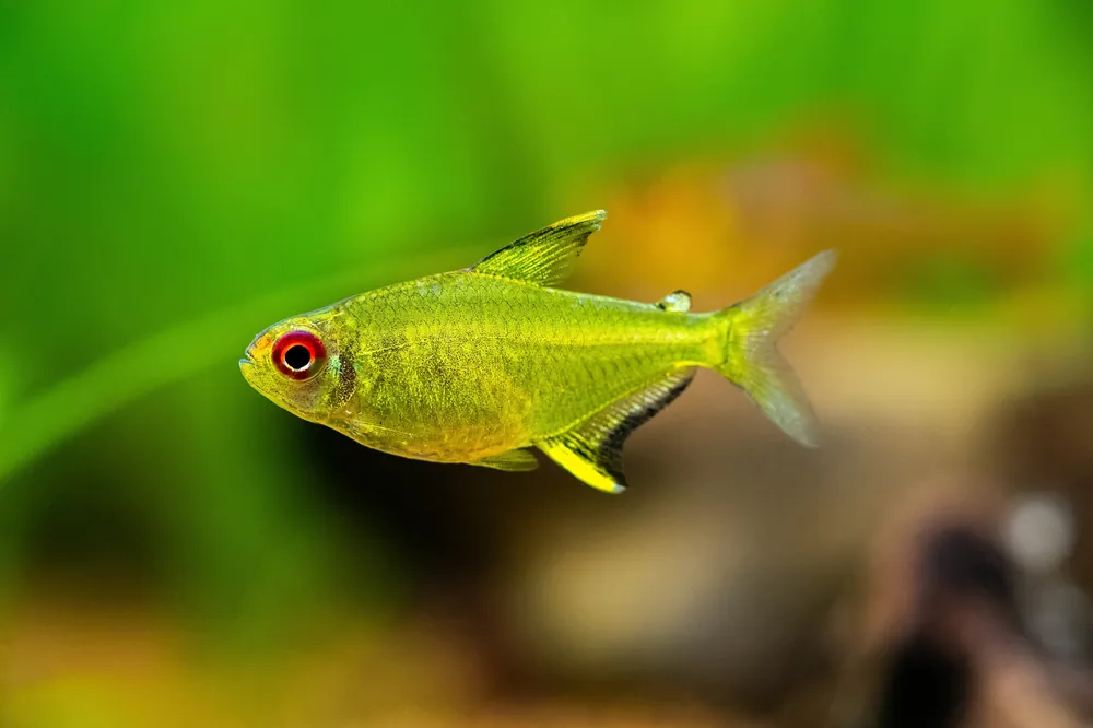 Lemon Tetra - Cuboid Nature Aquarium