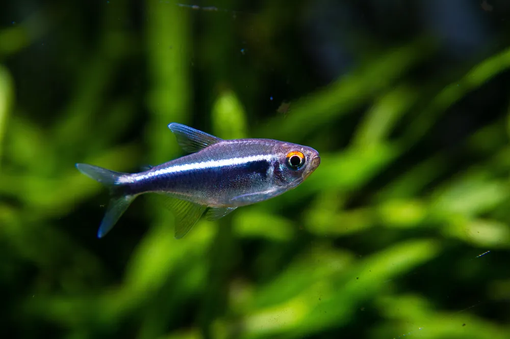 Black Neon Tetra - Cuboid Nature Aquarium