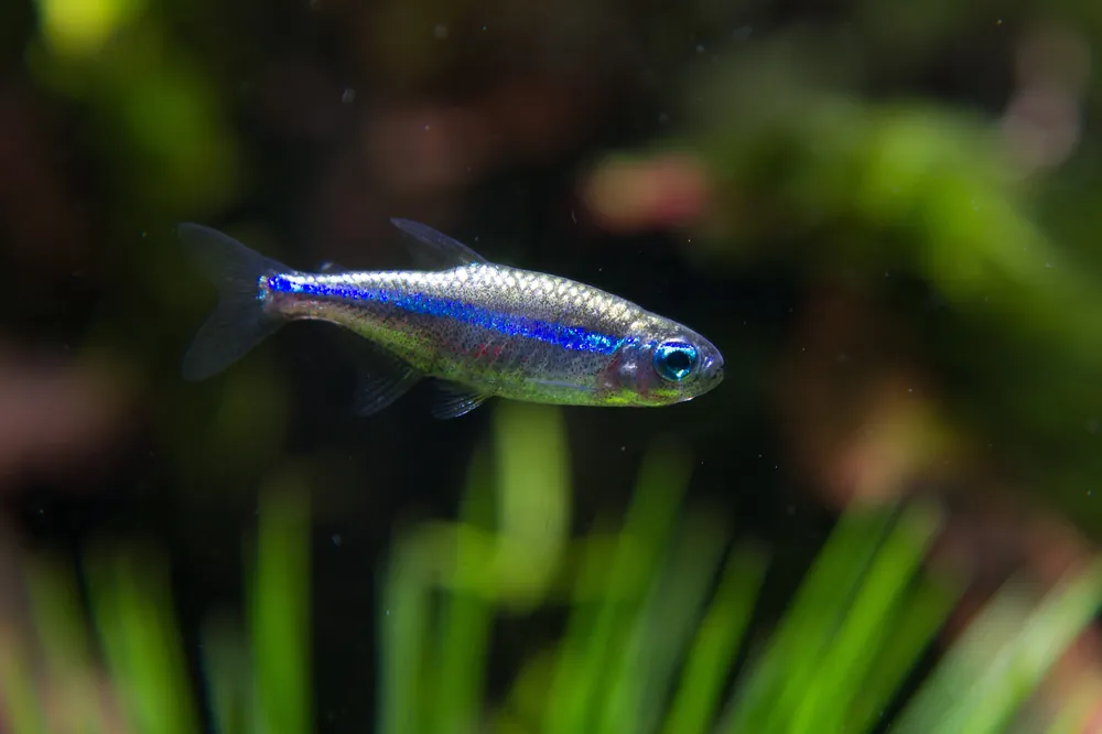 Green Neon Tetra - Cuboid Nature Aquarium