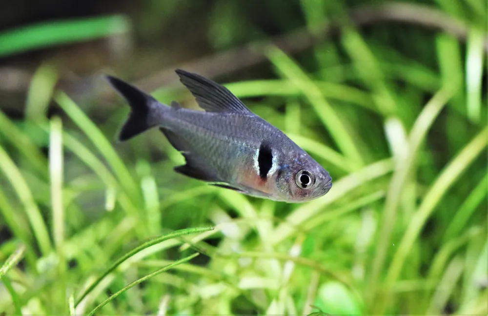 Black Phantom Tetra - Cuboid Nature Aquarium