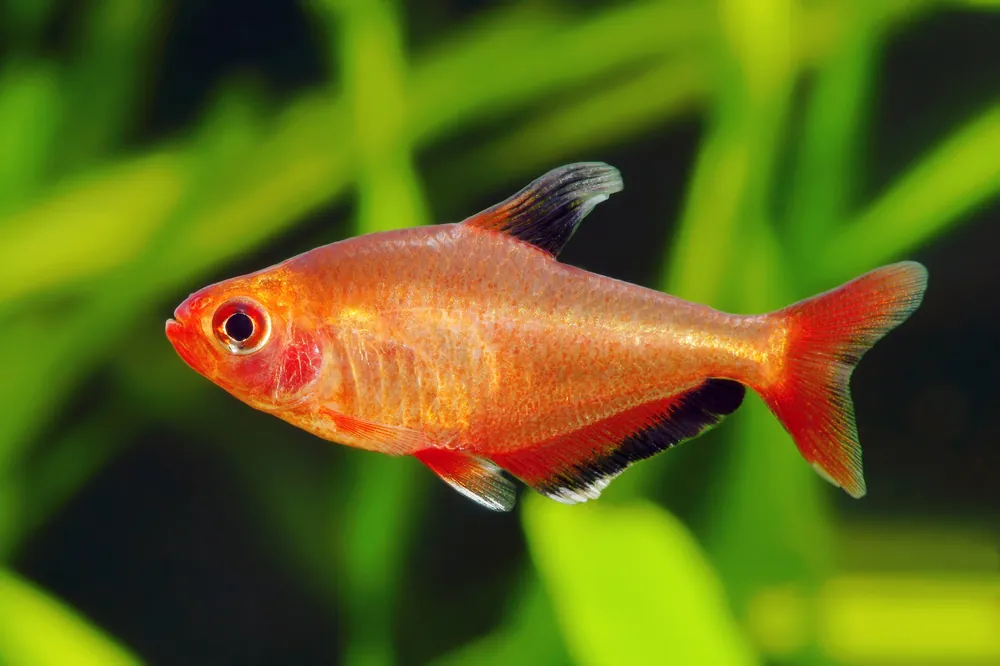 Red Phantom Tetra - Cuboid Nature Aquarium