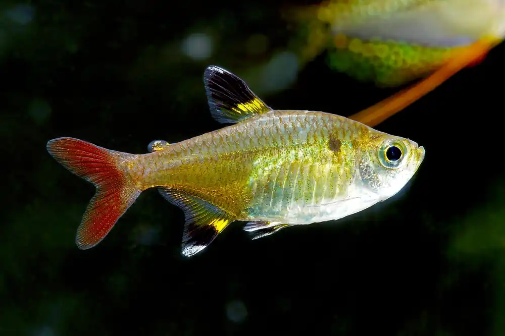 Pristella Tetra - Cuboid Nature Aquarium