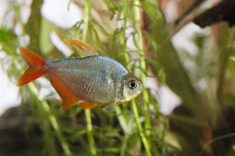 Red & Blue Colombian Tetra - Cuboid Nature Aquarium