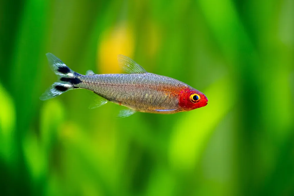 Rummynose Tetra - Cuboid Nature Aquarium