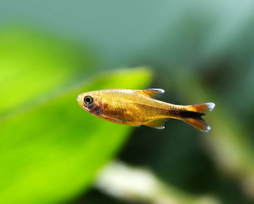Silver Tip Tetra - Cuboid Nature Aquarium