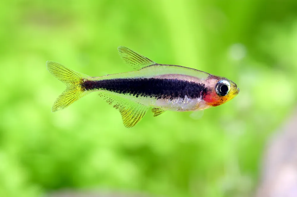 Tucano Tetra - Cuboid Nature Aquarium