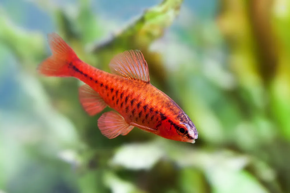 Cherry Barb - Cuboid Nature Aquarium