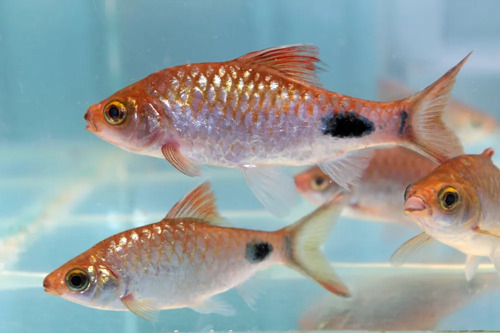 Filament Barb - Cuboid Nature Aquarium