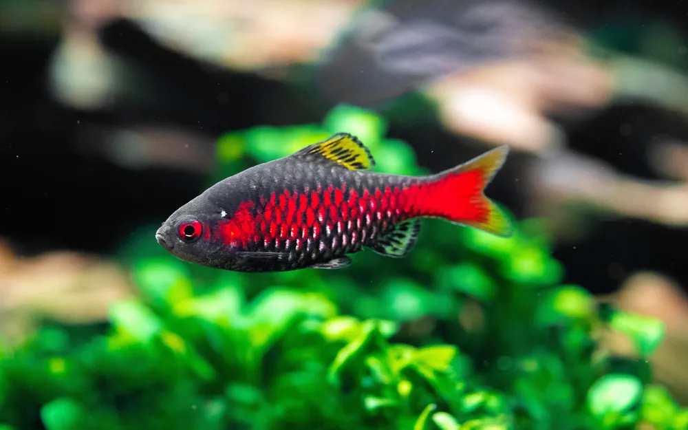 Odessa Barb - Cuboid Nature Aquarium