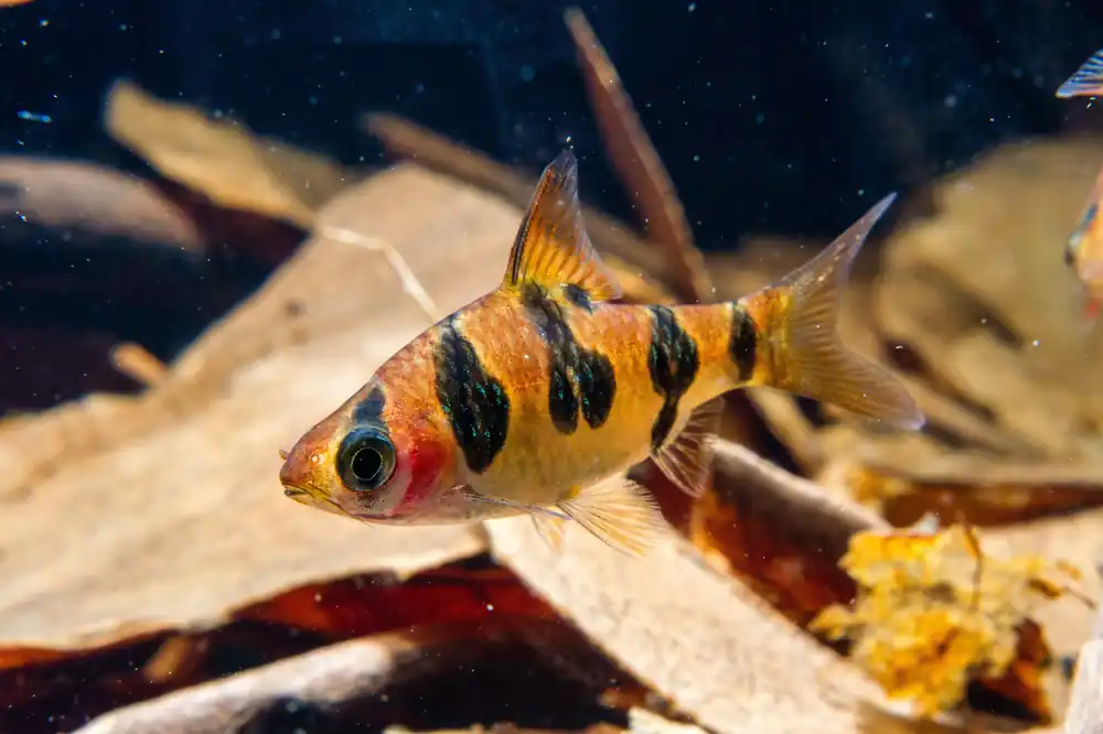 Rhombo Snakeskin Barb - Cuboid Nature Aquarium