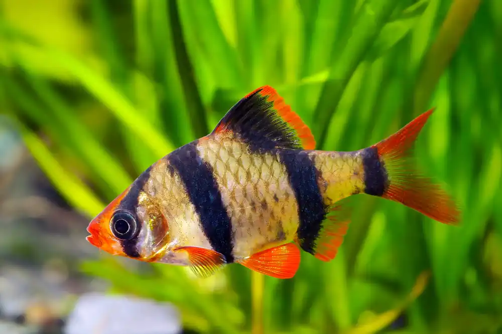 Tiger Barb - Cuboid Nature Aquarium