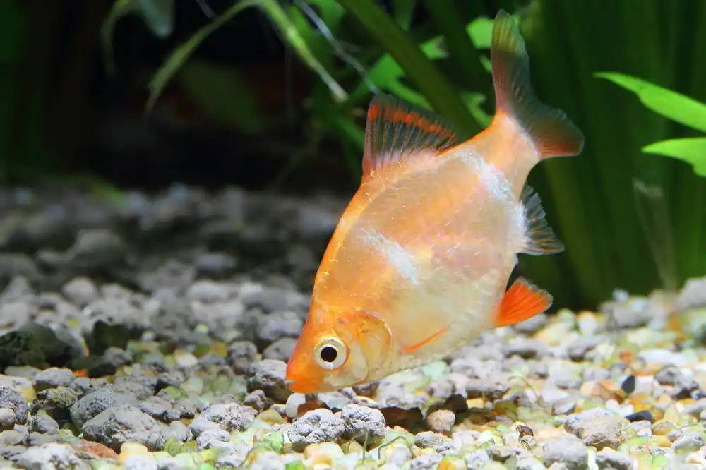 Albino Tiger Barb - Cuboid Nature Aquarium