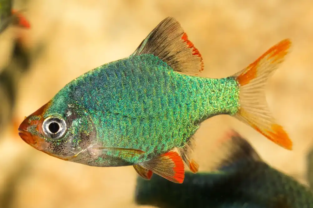 Green Tiger Barb - Cuboid Nature Aquarium