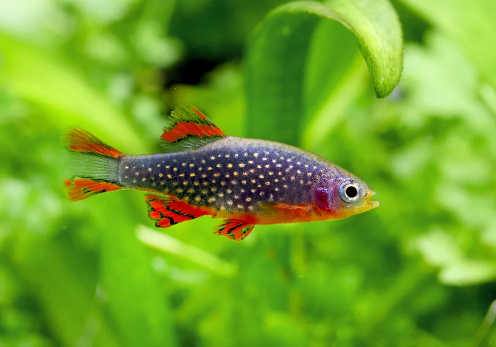 Celestial Pearl Danio - Cuboid Nature Aquarium