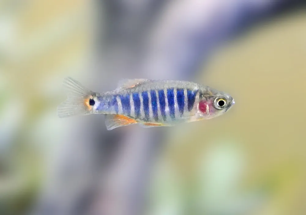 Emerald Dwarf Danio - Cuboid Nature Aquarium