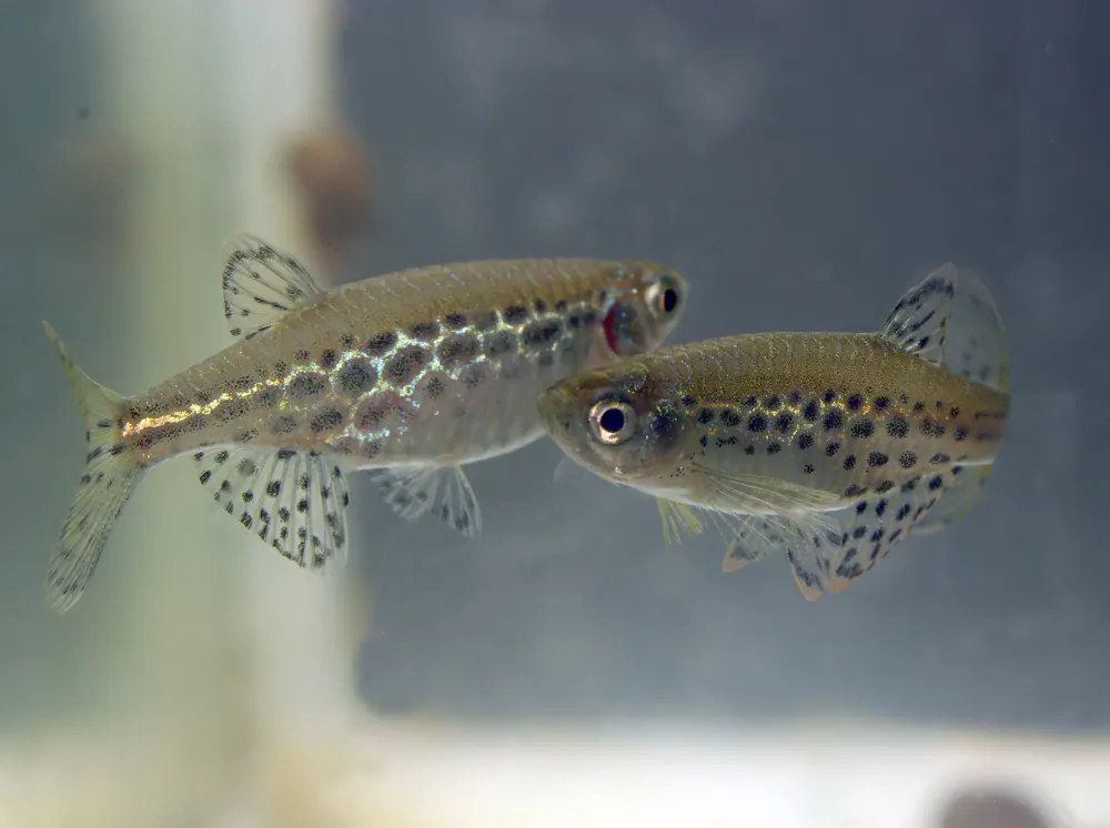 Gold Ring Danio - Cuboid Nature Aquarium
