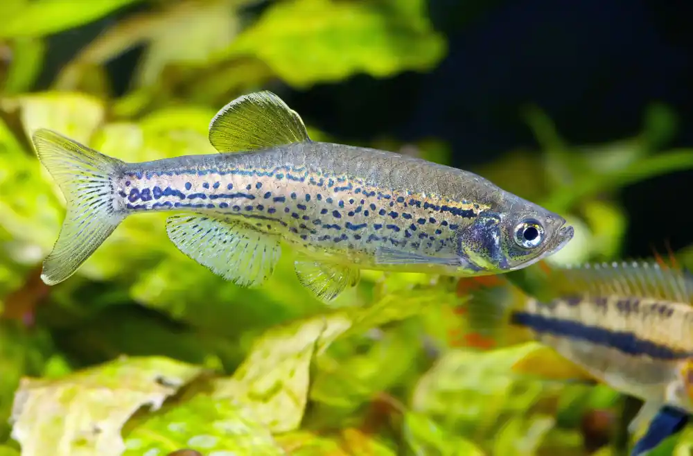 Leopard Danio - Cuboid Nature Aquarium