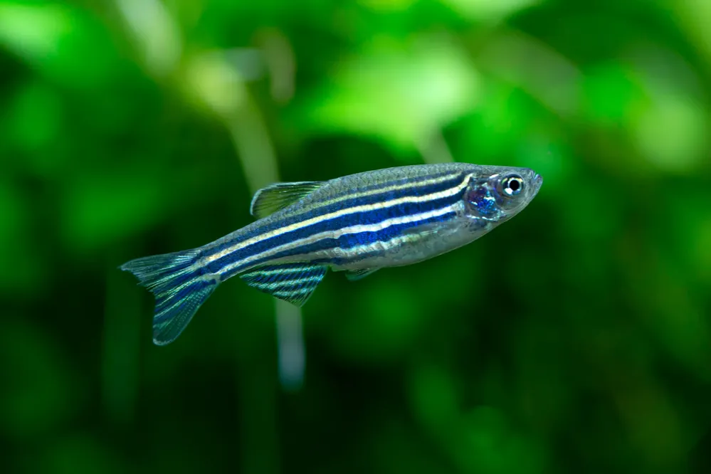 Zebra Danio - Cuboid Nature Aquarium