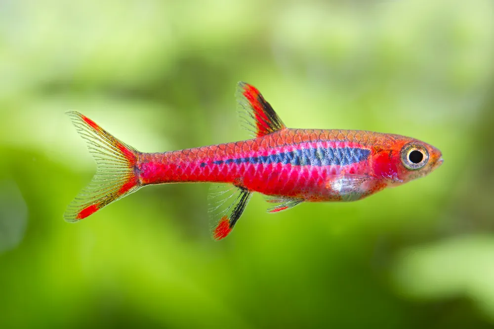 Chili Rasbora - Cuboid Nature Aquarium