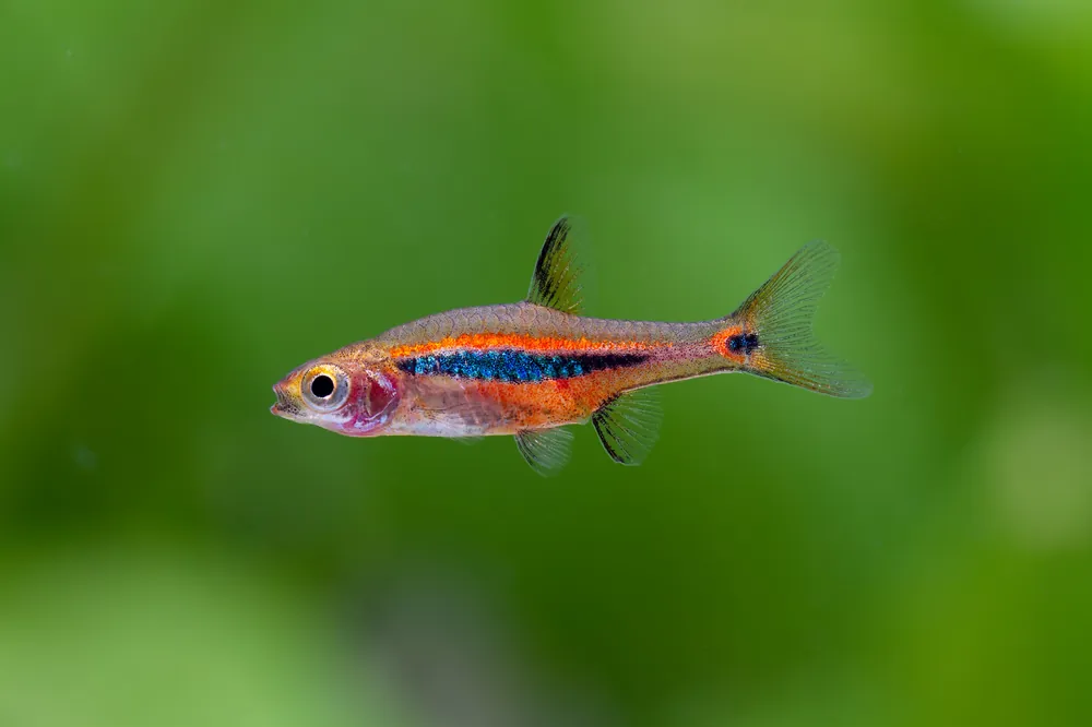 Exclamation Point Rasbora - Cuboid Nature Aquarium
