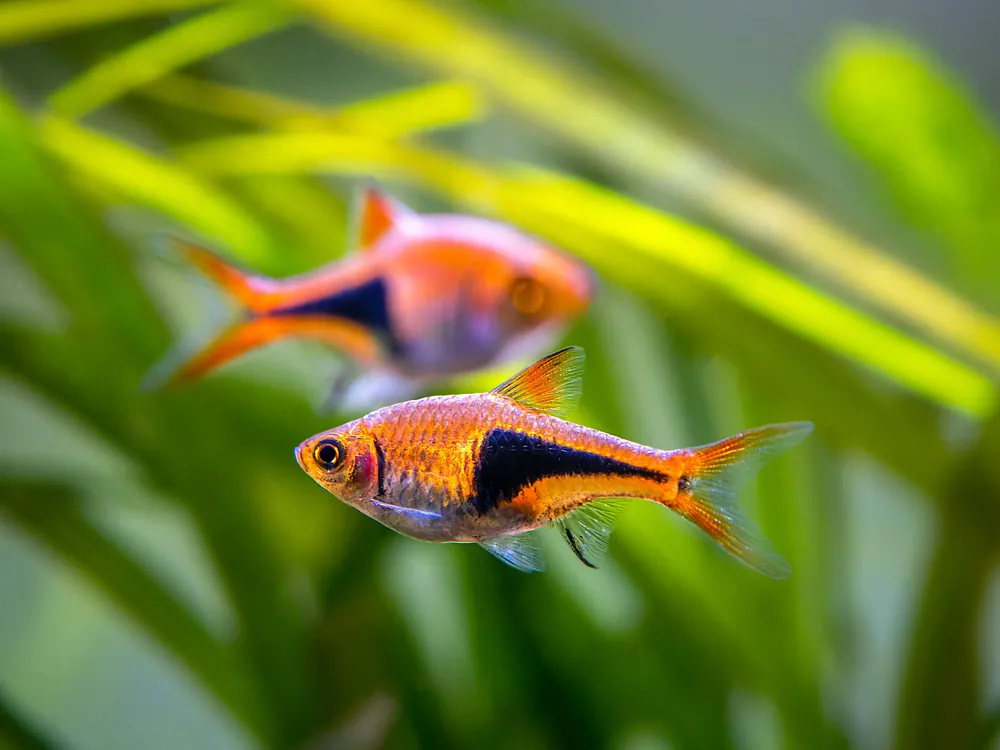 Harlequin Rasbora - Cuboid Nature Aquarium