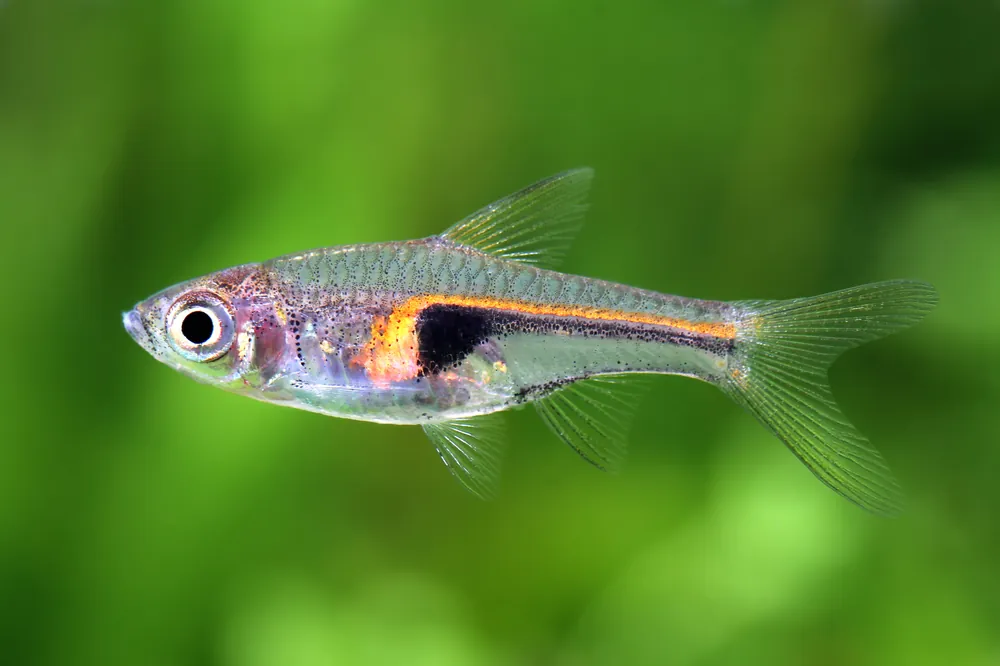 Glowlight Rasbora - Cuboid Nature Aquarium