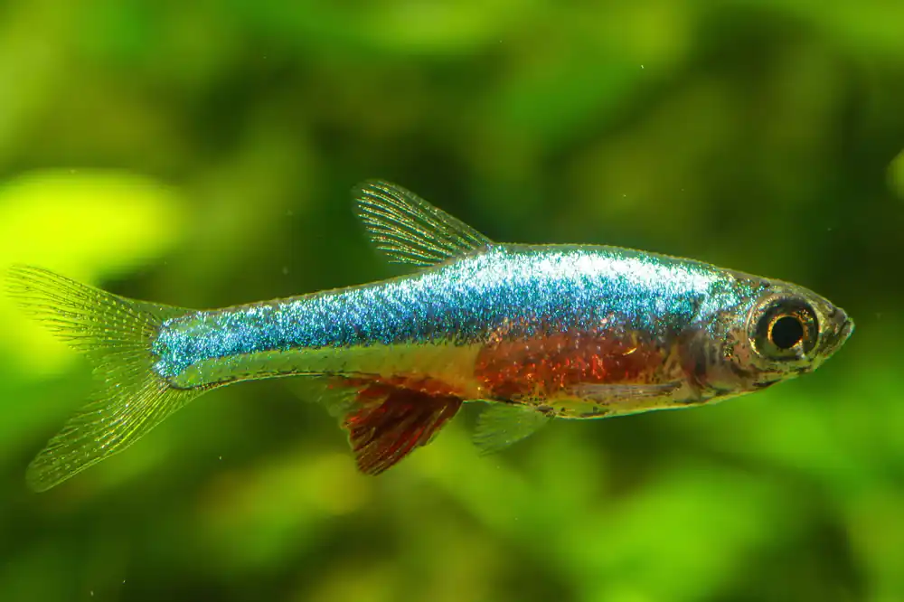 Neon Blue Rasbora - Cuboid Nature Aquarium