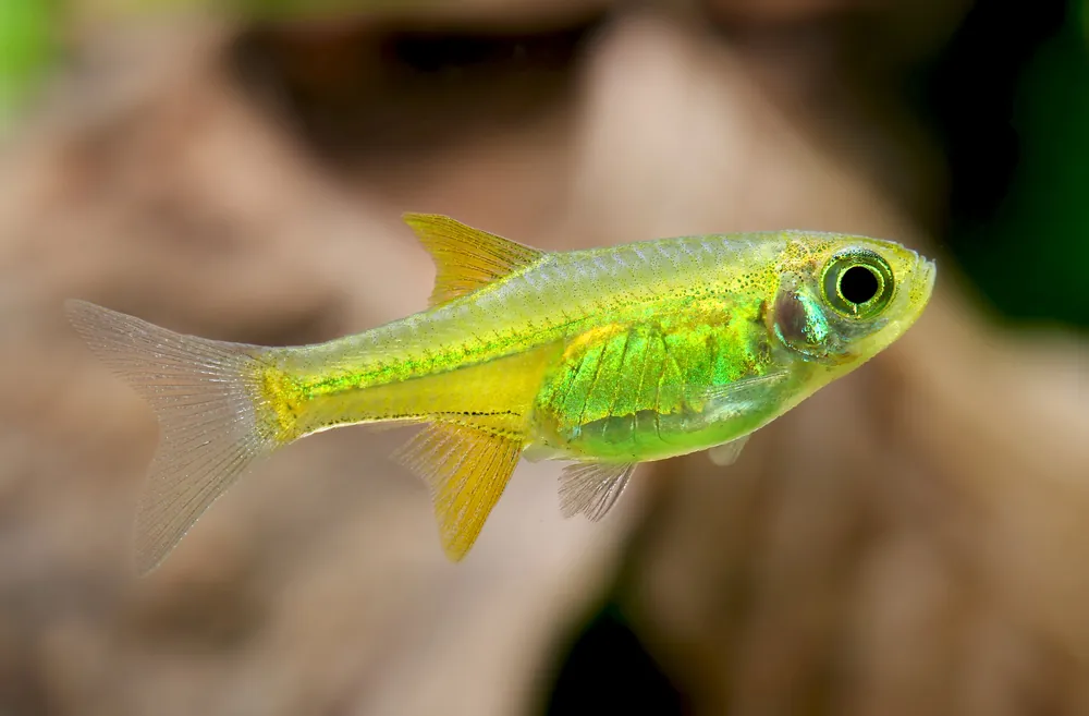 Neon Green Rasbora - Cuboid Nature Aquarium