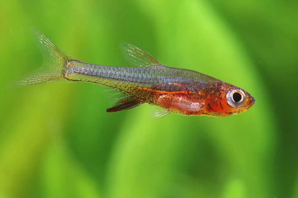 Neon Red Rasbora - Cuboid Nature Aquarium