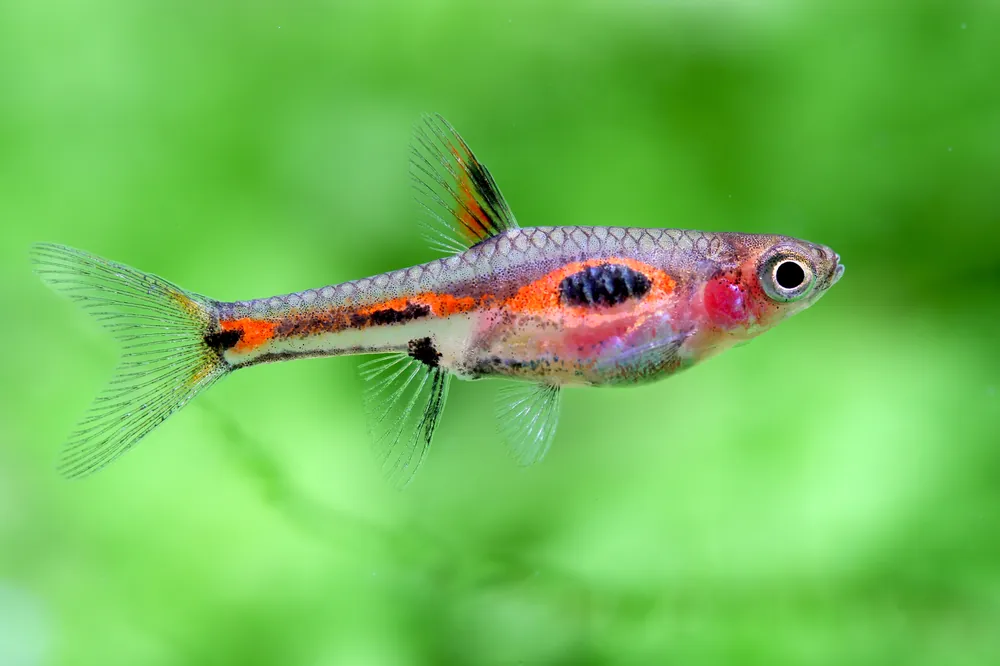 Phoenix Rasbora - Cuboid Nature Aquarium