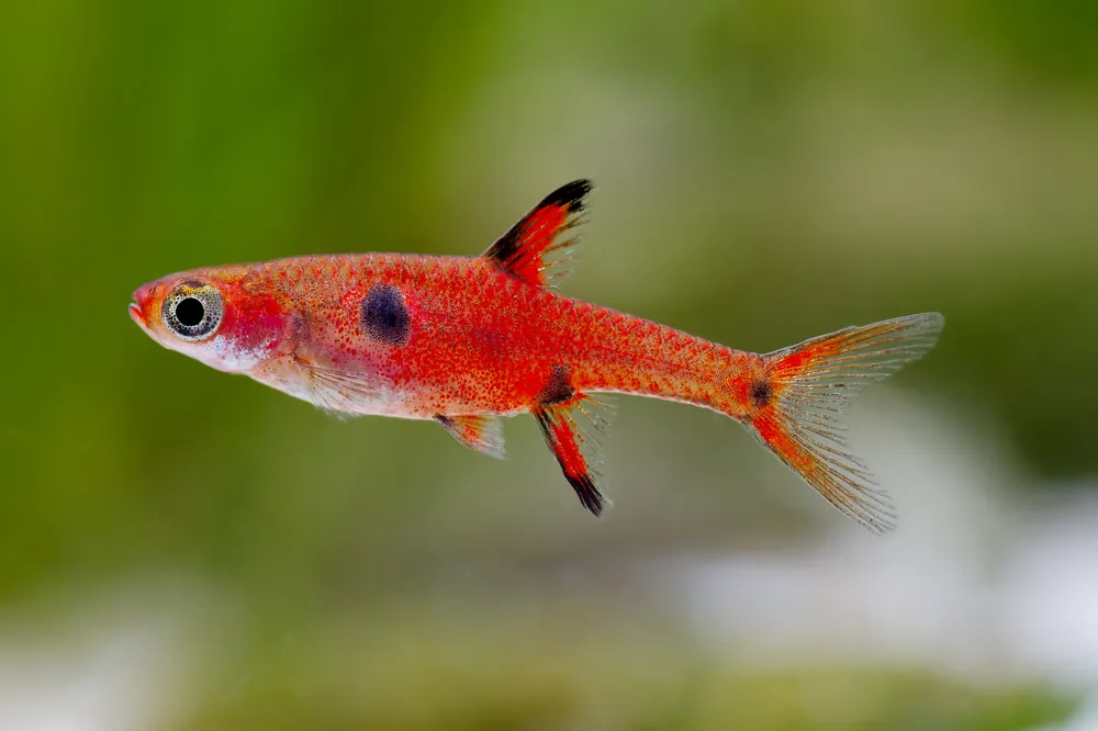 Pygmy Spotted Rasbora - Cuboid Nature Aquarium