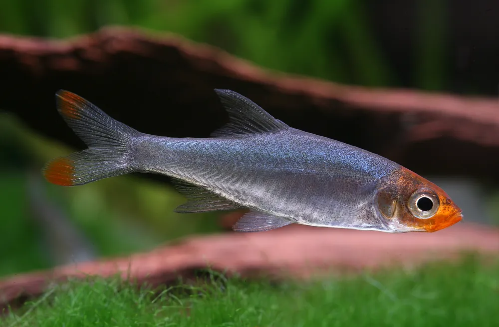 Rummynose Rasbora - Cuboid Nature Aquarium