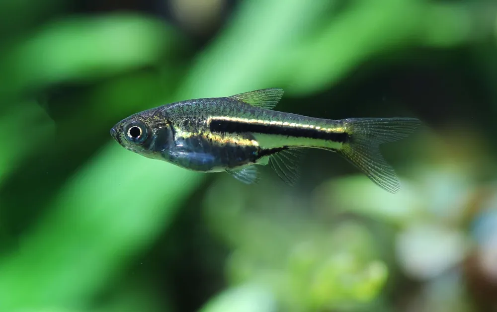 Somphong's Rasbora - Cuboid Nature Aquarium