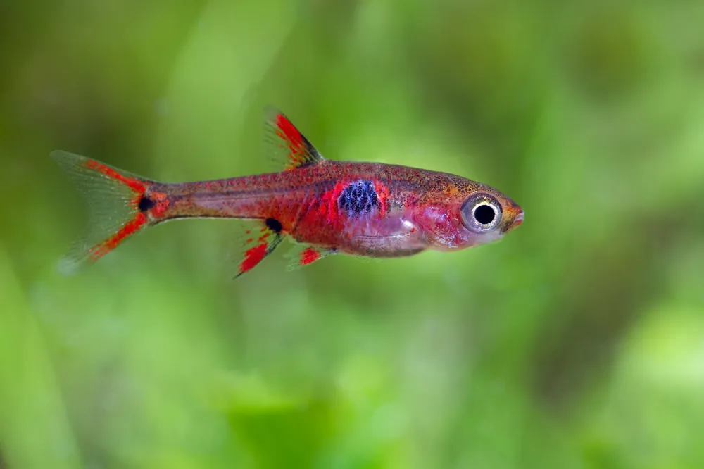 Strawberry Rasbora - Cuboid Nature Aquarium