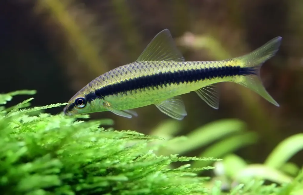 Siamese Algae Eater - Cuboid Nature Aquarium