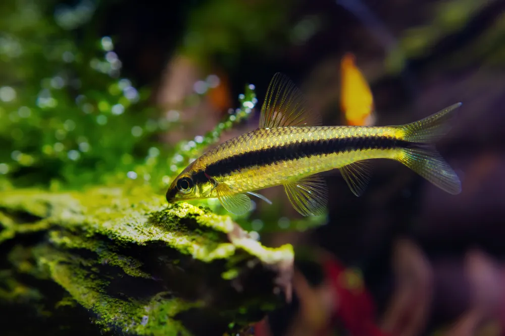 Flying Fox - Cuboid Nature Aquarium