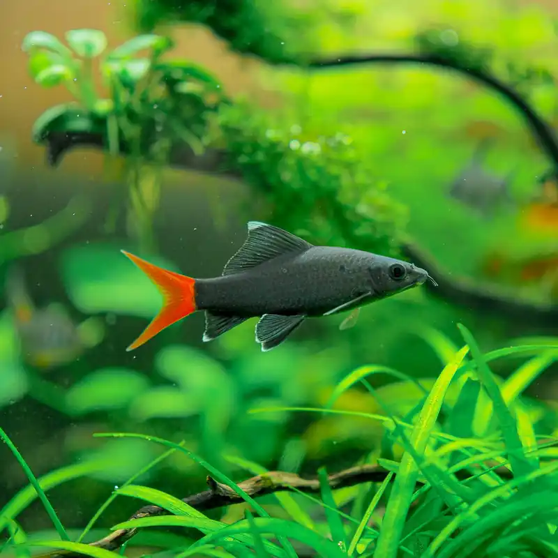 Red Tailed Black Shark - Cuboid Nature Aquarium