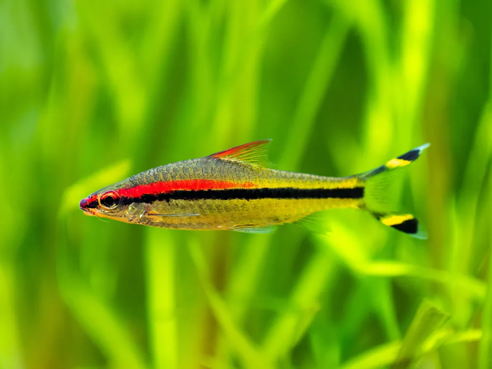 Roseline Shark - Cuboid Nature Aquarium