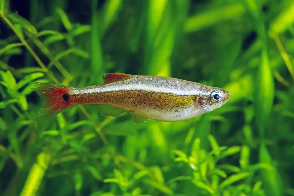 Vietnam White Cloud Mountain Minnow - Cuboid Nature Aquarium