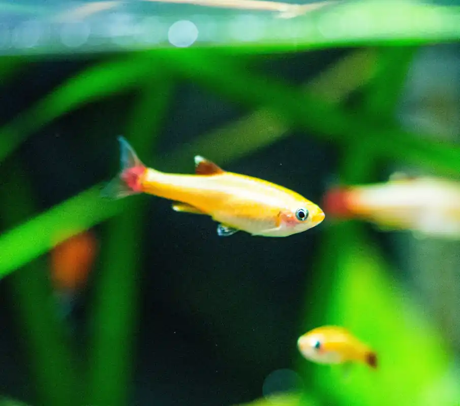 Gold White Cloud Mountain Minnow - Cuboid Nature Aquarium