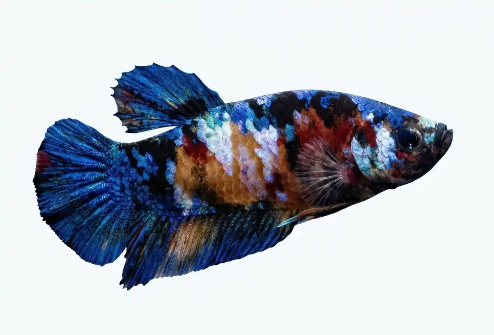 Koi Galaxy Plakat Male Betta - Cuboid Nature Aquarium