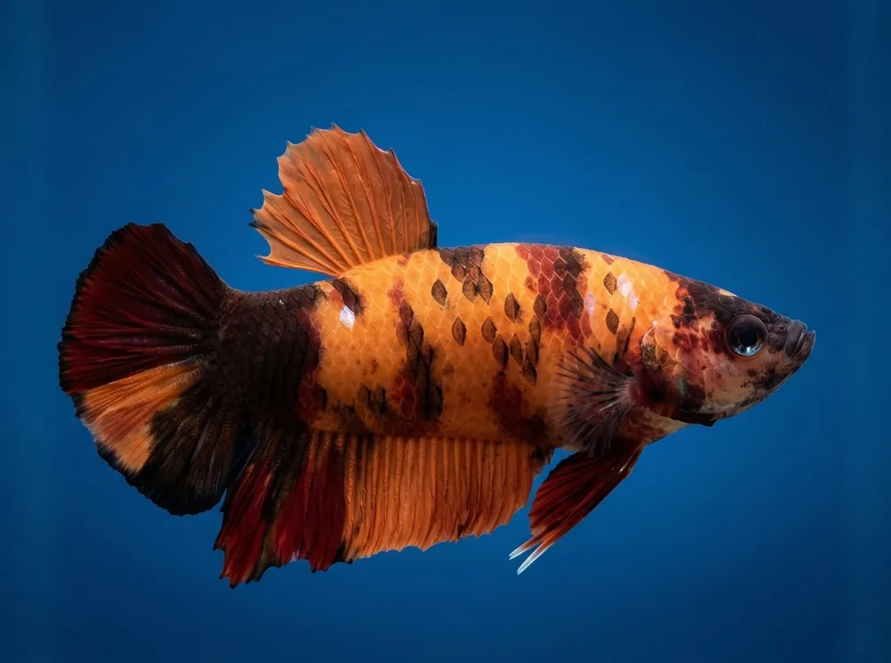 Giant Koi Plakat Male Betta - Cuboid Nature Aquarium