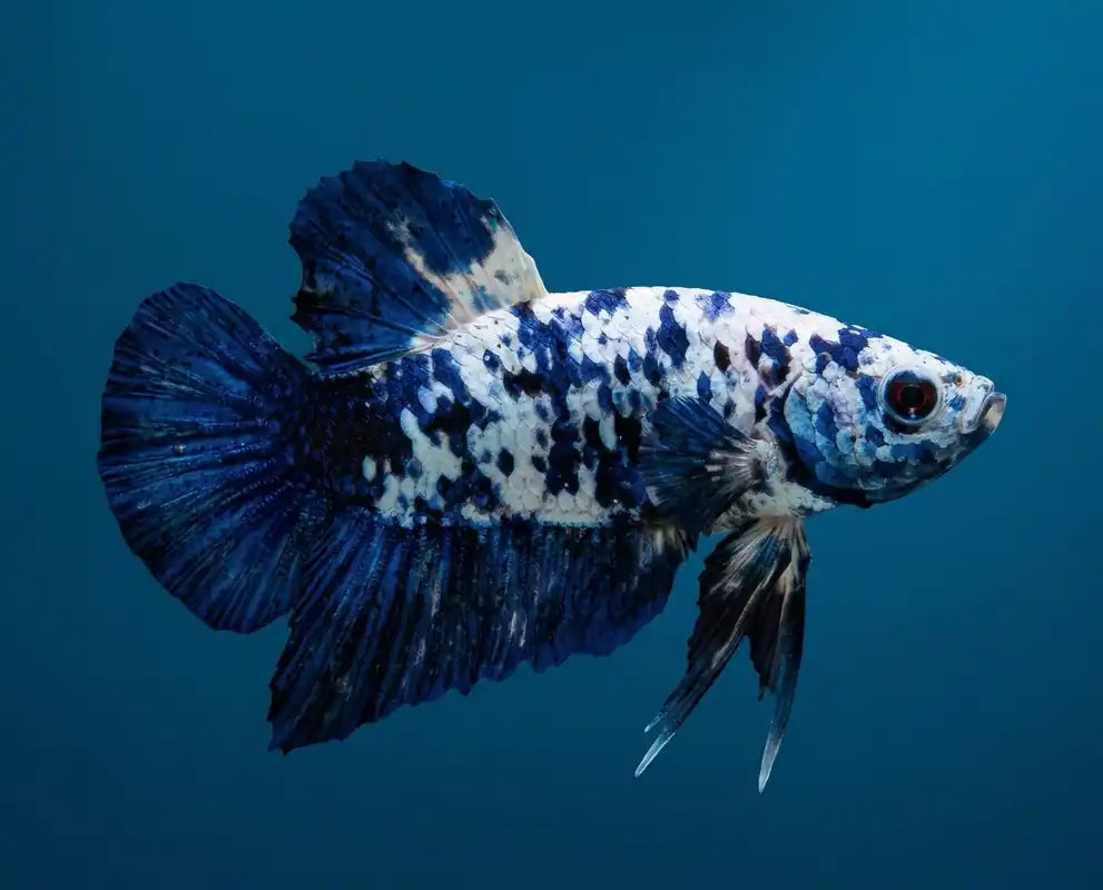 Marble Dot Plakat Male Betta - Cuboid Nature Aquarium