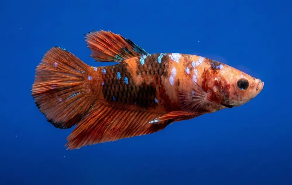 Nemo Galaxy Plakat Male Betta - Cuboid Nature Aquarium