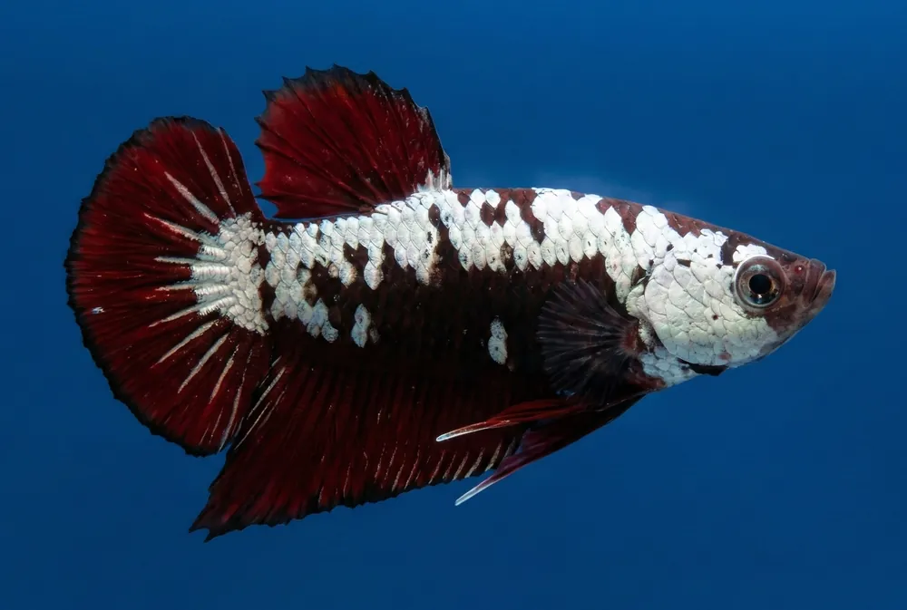 Red Samurai Plakat Male Betta - Cuboid Nature Aquarium