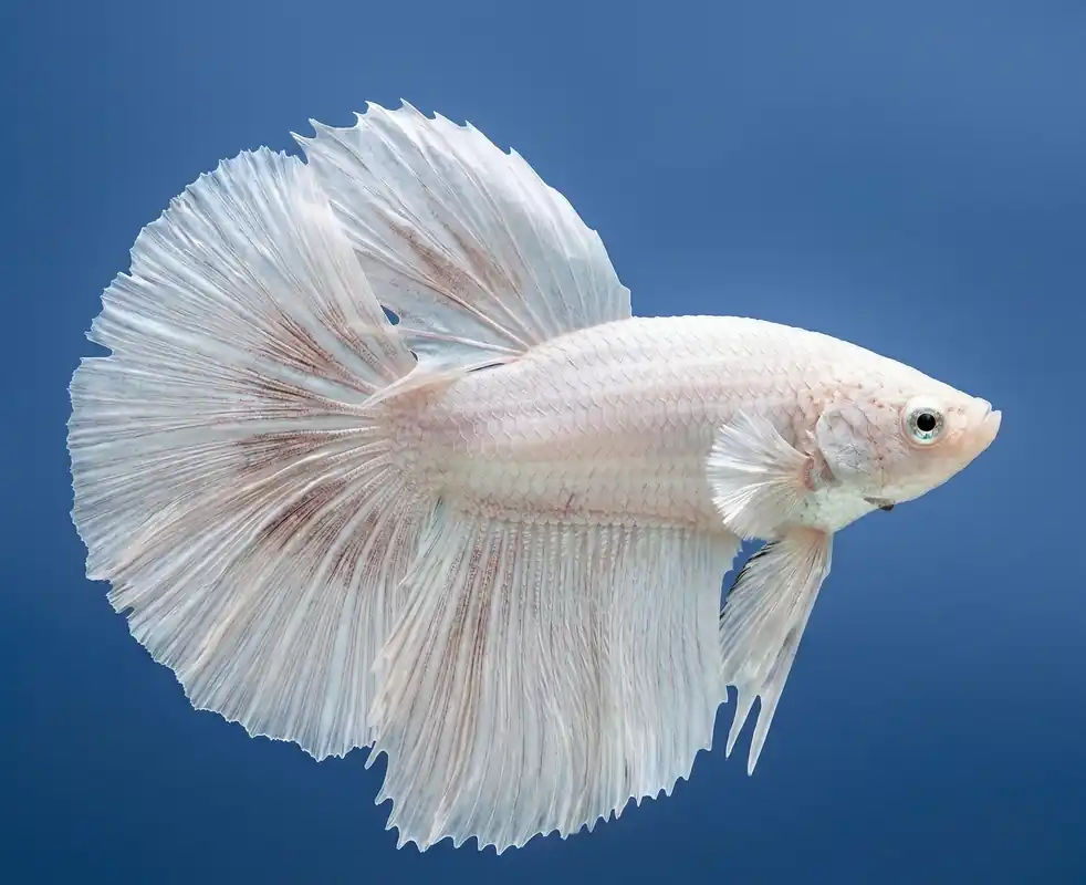 Platinum White Halfmoon Male Betta - Cuboid Nature Aquarium