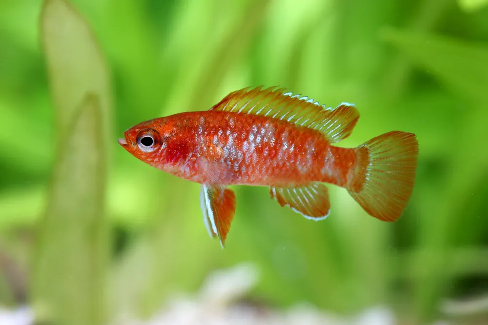 Scarlet Badis - Cuboid Nature Aquarium
