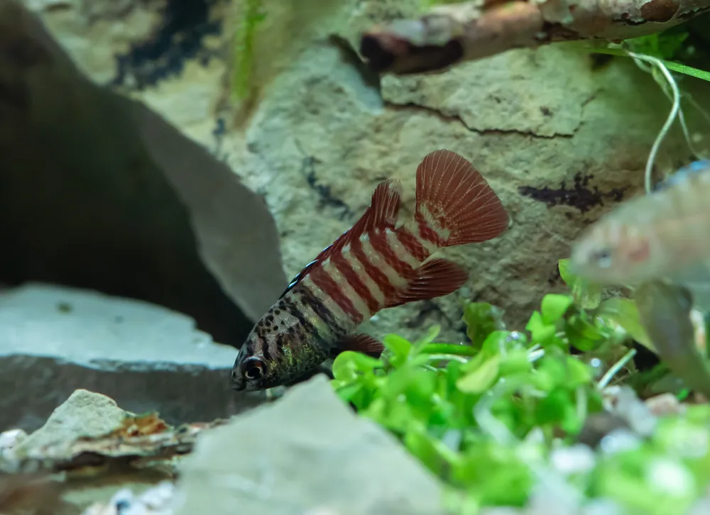 Black Tiger Badis - Cuboid Nature Aquarium