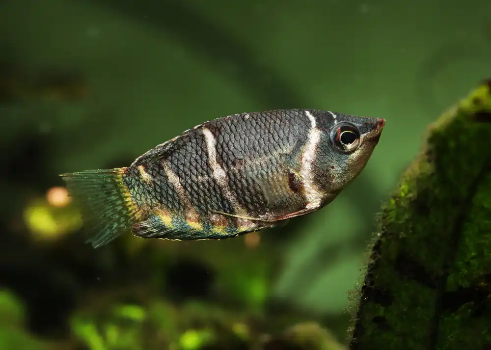 Chocolate Gourami - Cuboid Nature Aquarium
